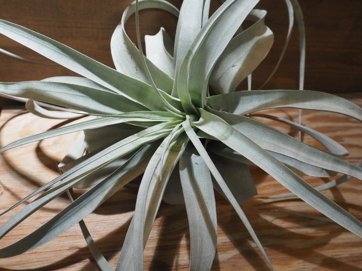 エアプランツ チランジアの王様 キセログラフィカ (くるくるロングリーフ)