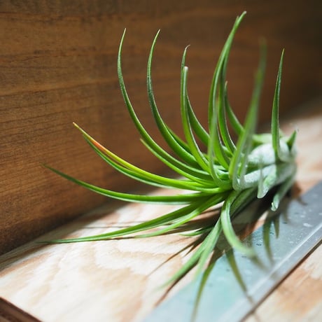 チランジア ／ イオナンタ × プルイノーサ　(T.ionantha × T.pruinosa) ★タイ農場　＊A01/Nov20