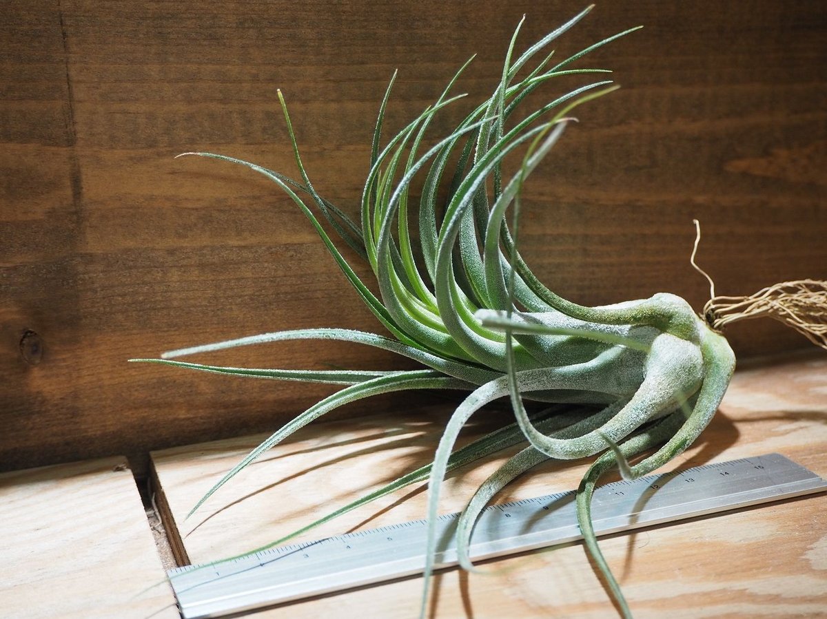 チランジア　セレリアナとかセット チランジア セレリアナ ミニパープル Tillandsia seleriana Mini