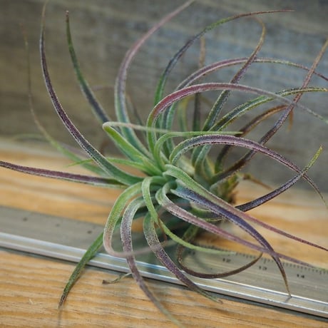 チランジア ／ プルイノーサ × ベルティナ　(T.pruinosa × T.velutina)　＊A02/Oct24