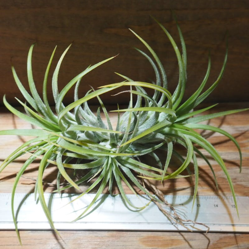 チランジア / イオナンタ ドゥルイド CL (T.ionantha 'Druid チランジア / イオナンタ ドゥルイド CL (T.ionantha 'Druid