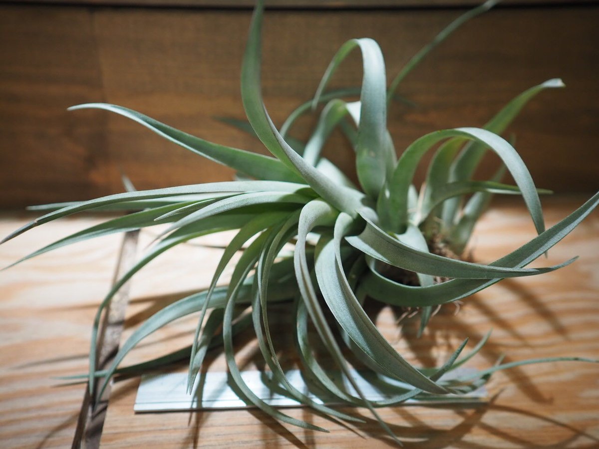 【現品・即購入OK】チランジア・カピタータ　クランプ　群生　特大　全幅約45cm クランプ＊チランジア カピタータ モーブ(モーヴ) Tillandsia