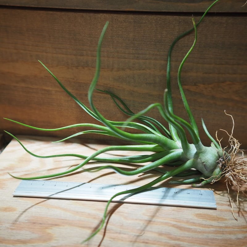 チランジア ／ ショータイム L (T.'Showtime') ＊A01/Jul11-01 |