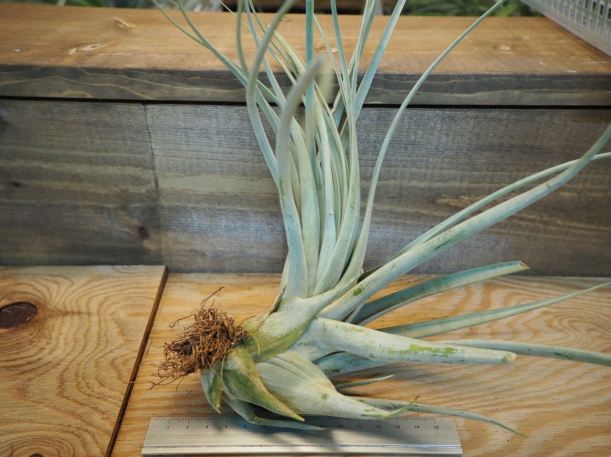 tomasellii 'Tropiflora'〔エアプランツ〕T5159 トマセリー 03号 | air-plants TENGU-DO