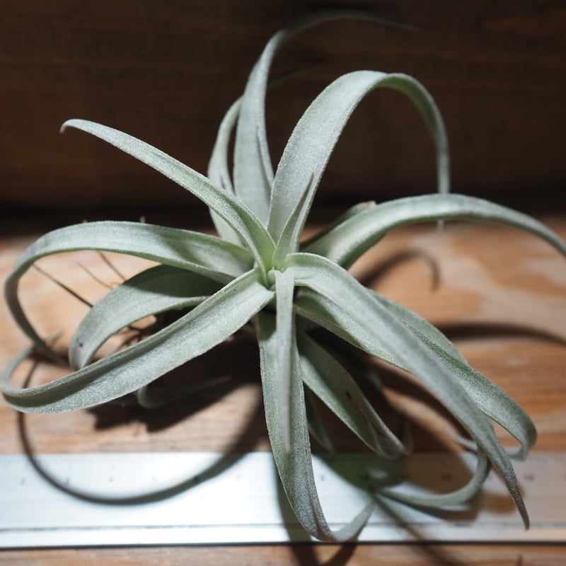 チランジア ／ チアペンシス L (T.chiapensis) ＊A01/Mar20 | 常葉