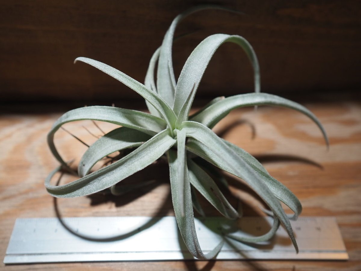 チランジア ／ チアペンシス L (T.chiapensis) ＊A01/Mar20 | 常葉