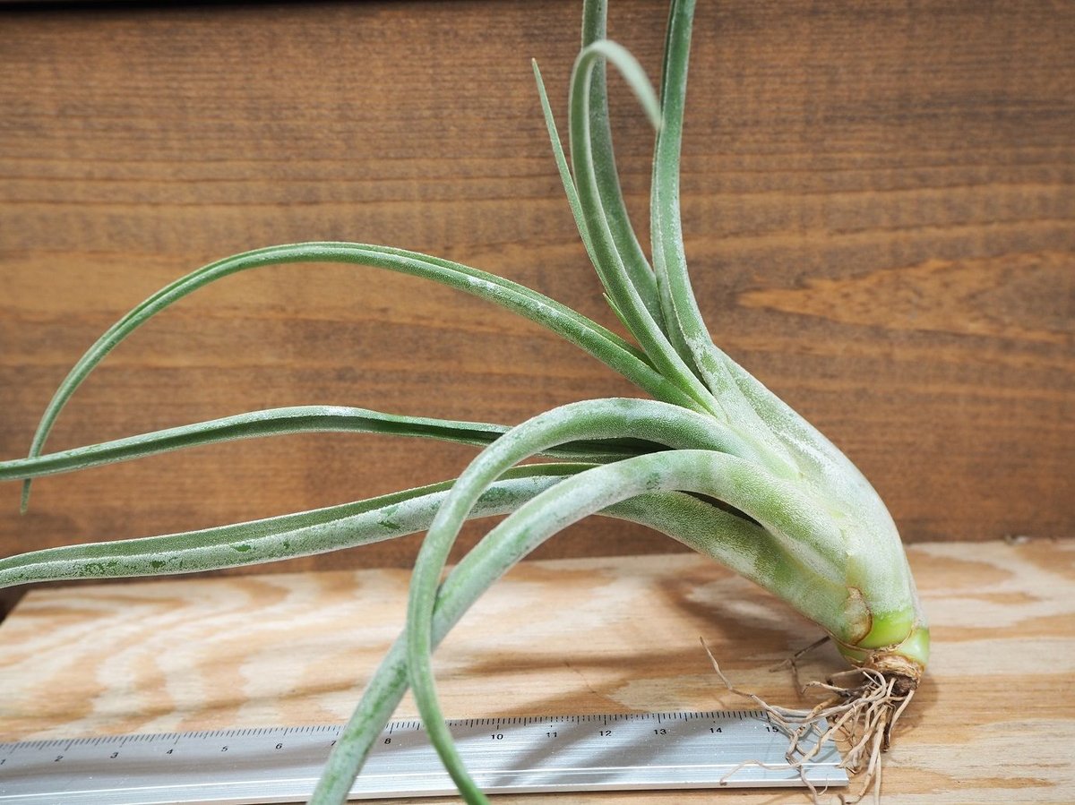 チランジア ／ エルグアポ (T.'El Guapo') ＊A01/Aug10 | 常葉植物園