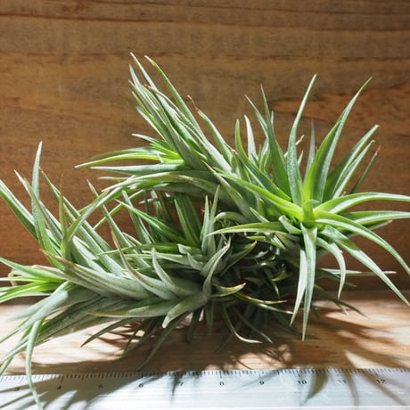 (レア)チランジア　アトロビオラセア　(DP) 楽天市場】(希少)エアプランツ チランジア アトロビオラセア