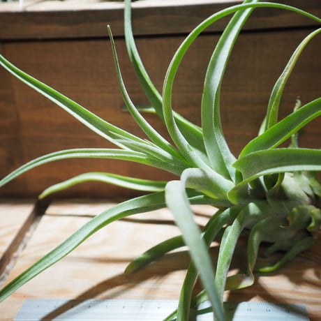 チランジア ／ ストレプトフィラ XL　(T.streptophylla)　＊A01/Jun22-01
