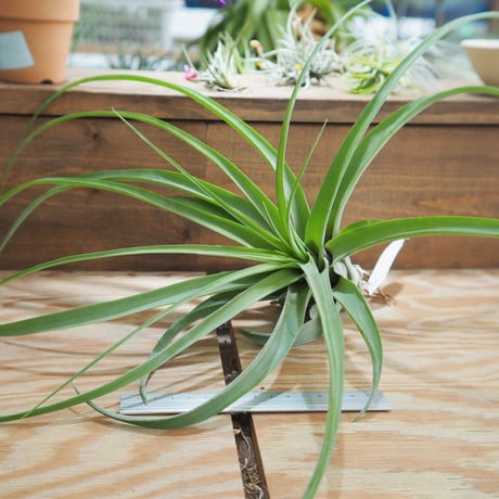 duratii 3XL Multiple Heads〔エアプランツ〕T3057 duratii 3XL Multiple Heads〔エアプランツ〕T3057