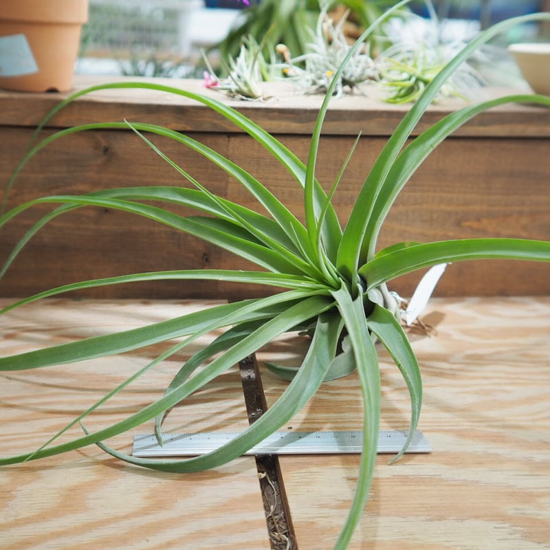 チランジア ／ マイスイートローズ (T.'My Sweet Rose') ＊A01/May2