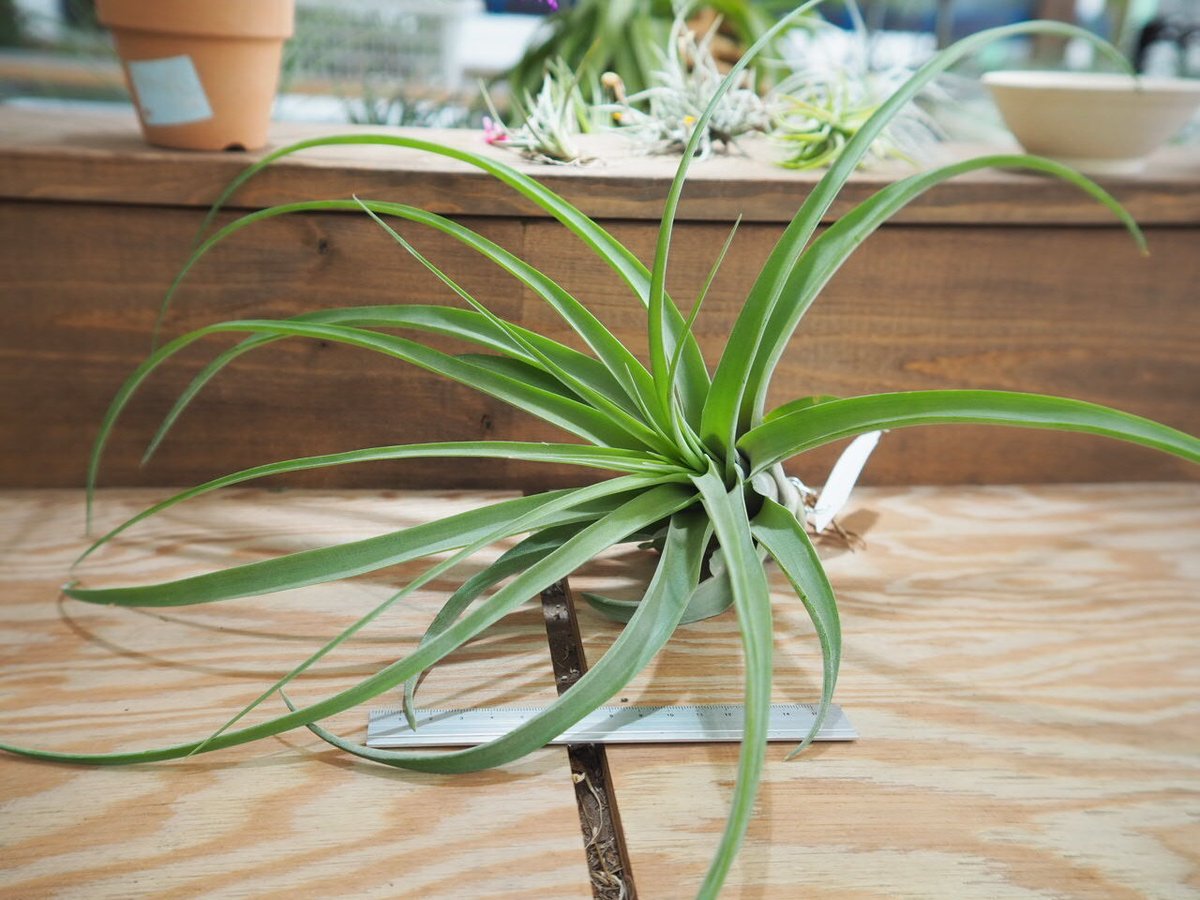 チランジア ／ マイスイートローズ (T.'My Sweet Rose') ＊A01/May2