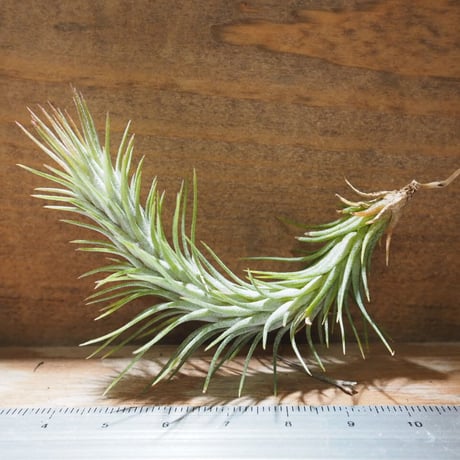 購入不可 チランジア フンキアナクランプ(4頭クランプ) チランジア