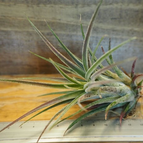 チランジア ／ プルイノーサ × スカポーサ　(T.pruinosa × T.scaposa)　＊A02/Dec14