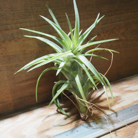 チランジア ／ イオナンタ ヴァンハイニンギー M　(T.ionantha var. vanhyningii)　★EF01/Feb05