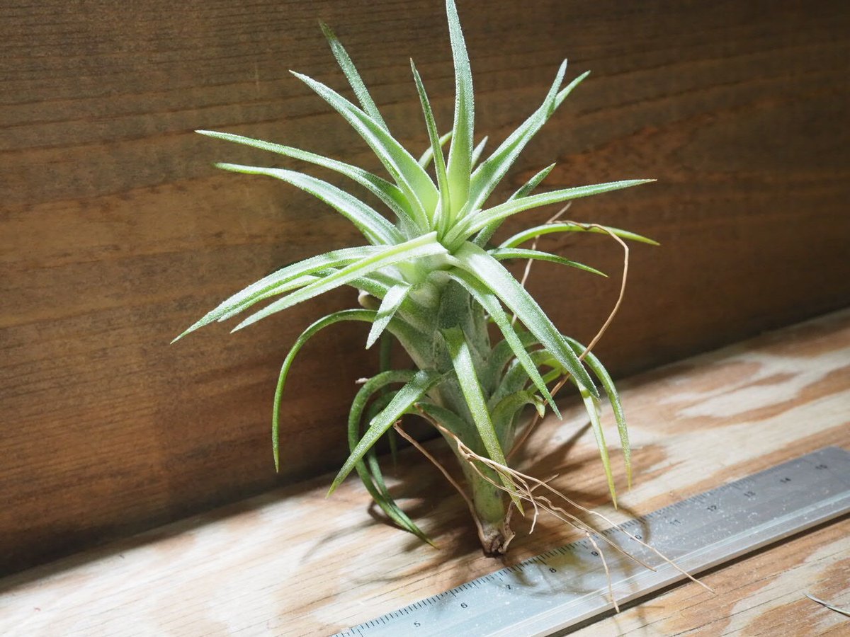 チランジア ／ イオナンタ ヴァンハイニンギー M (T.ionantha var. vanh