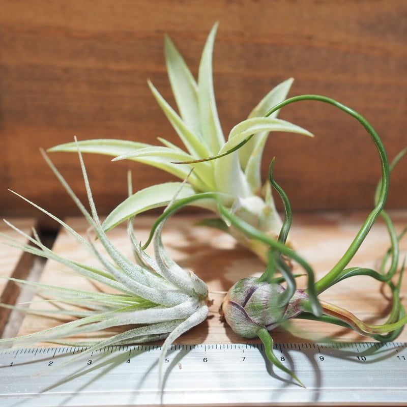 チランジア ／ 入門3点セット Dタイプ (Tillandsia D-type) | 常葉植物...