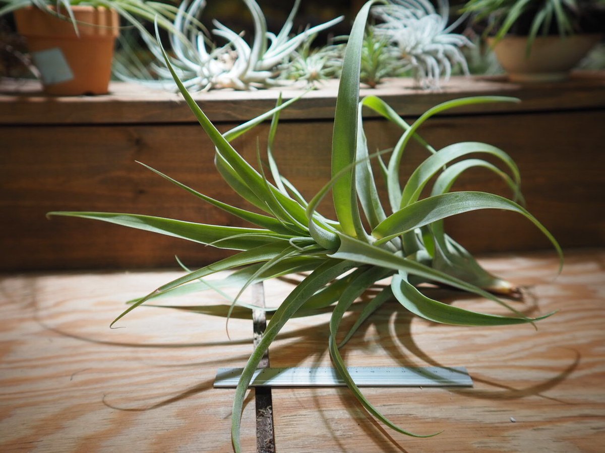 チランジア ラティフォリア リューコフィラ 現品】チランジア・ラティ