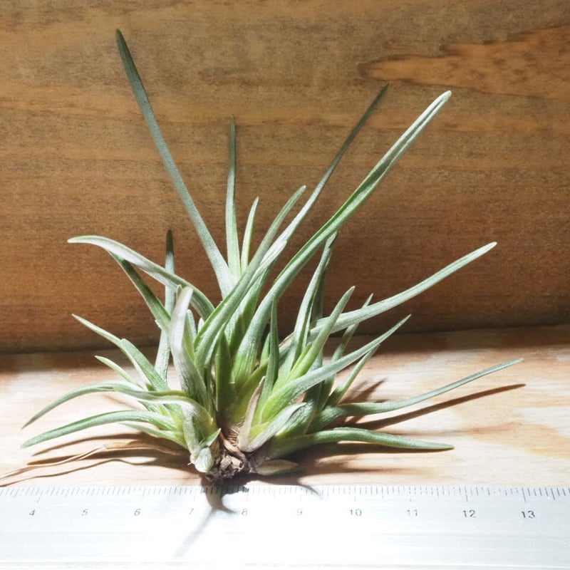 チランジア ／ アルベルティアナ CL (T.albertiana) ☆AB01/Apr17