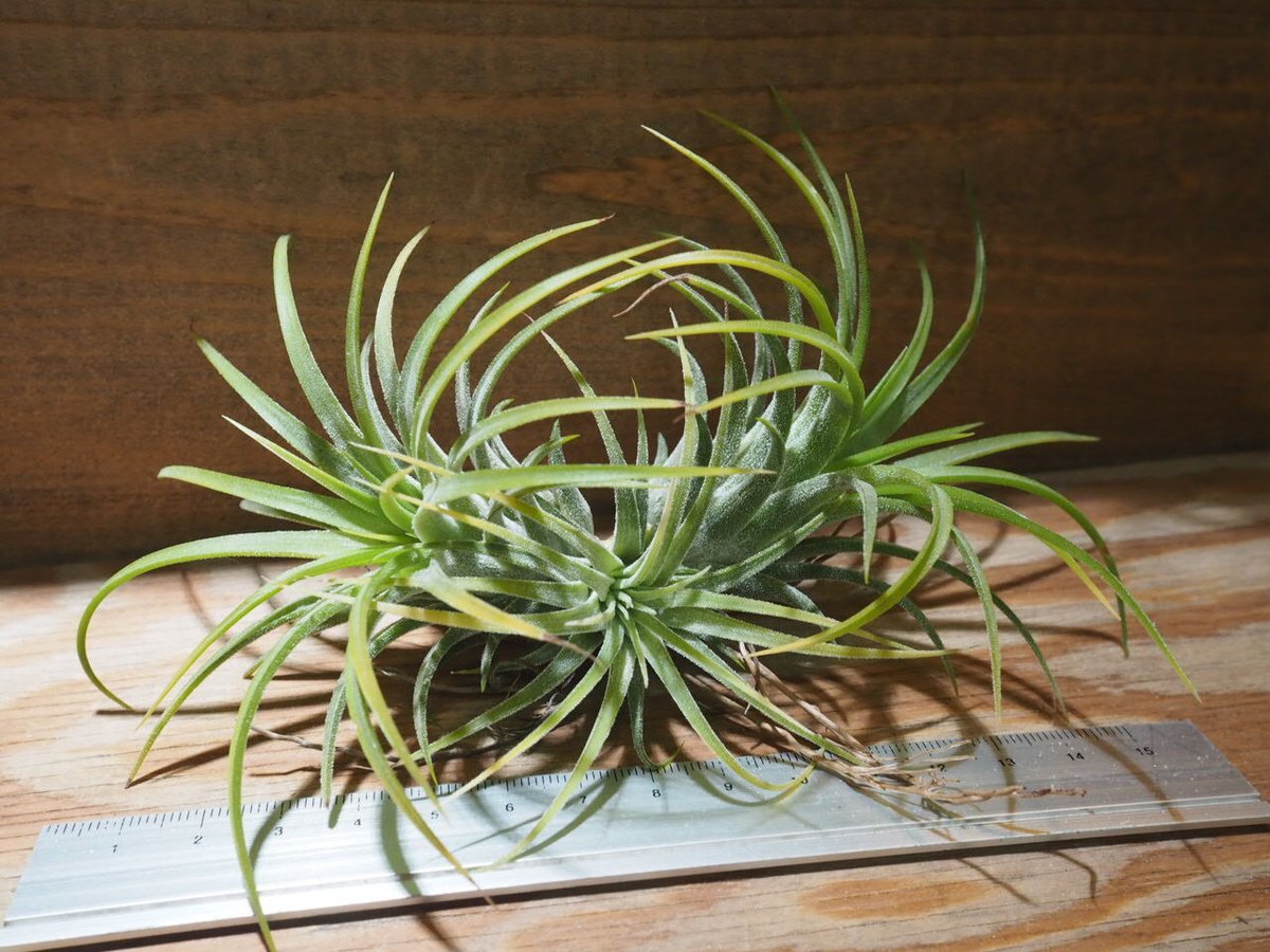 T.ionantha Druid variegated ドゥルイド 斑入り 楽天市場】(現品) チランジア イオナンタ 'ドルイド' 斑入り (No