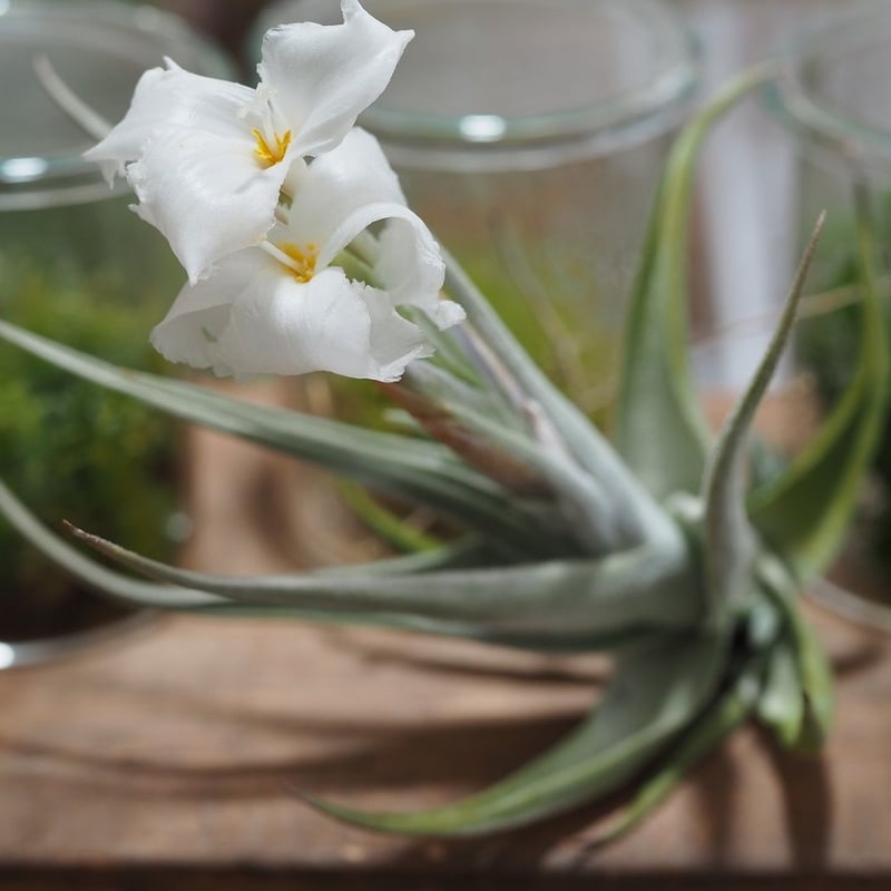 チランジア ／ クシフィオイデス (T.xiphioides) ＊A01/Jul05-01 |