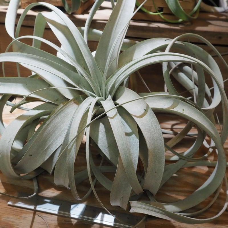 チランジア ／ キセログラフィカ ロングリーフ XL (T.xerographica