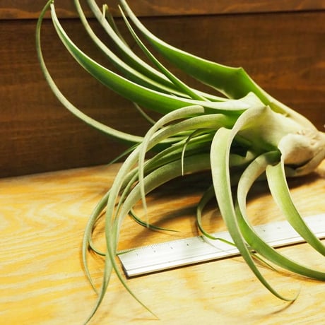 チランジア ／ ストレプトフィラ Hybrids No.5738　(T.streptophylla Hybrids No.5738)　＊A02/Se29
