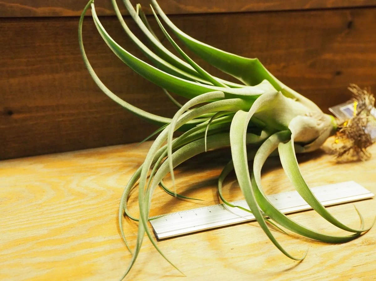 チランジア ／ ストレプトフィラ Hybrids No.5738 (T.streptophyl