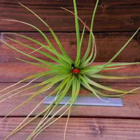 チランジア ／ アウェサム アンバー　(T.'Awesome Amber')