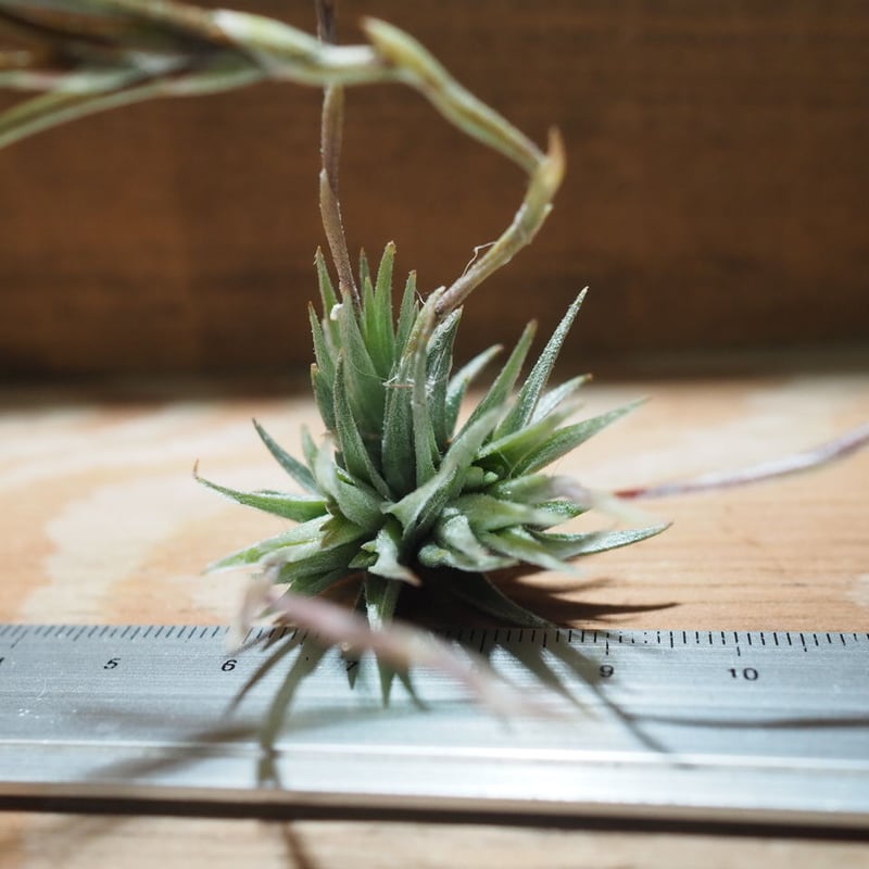 Tillandsia loliacea Argentina wild 速達発送 Tillandsia loliacea Argentina wild 速達発送