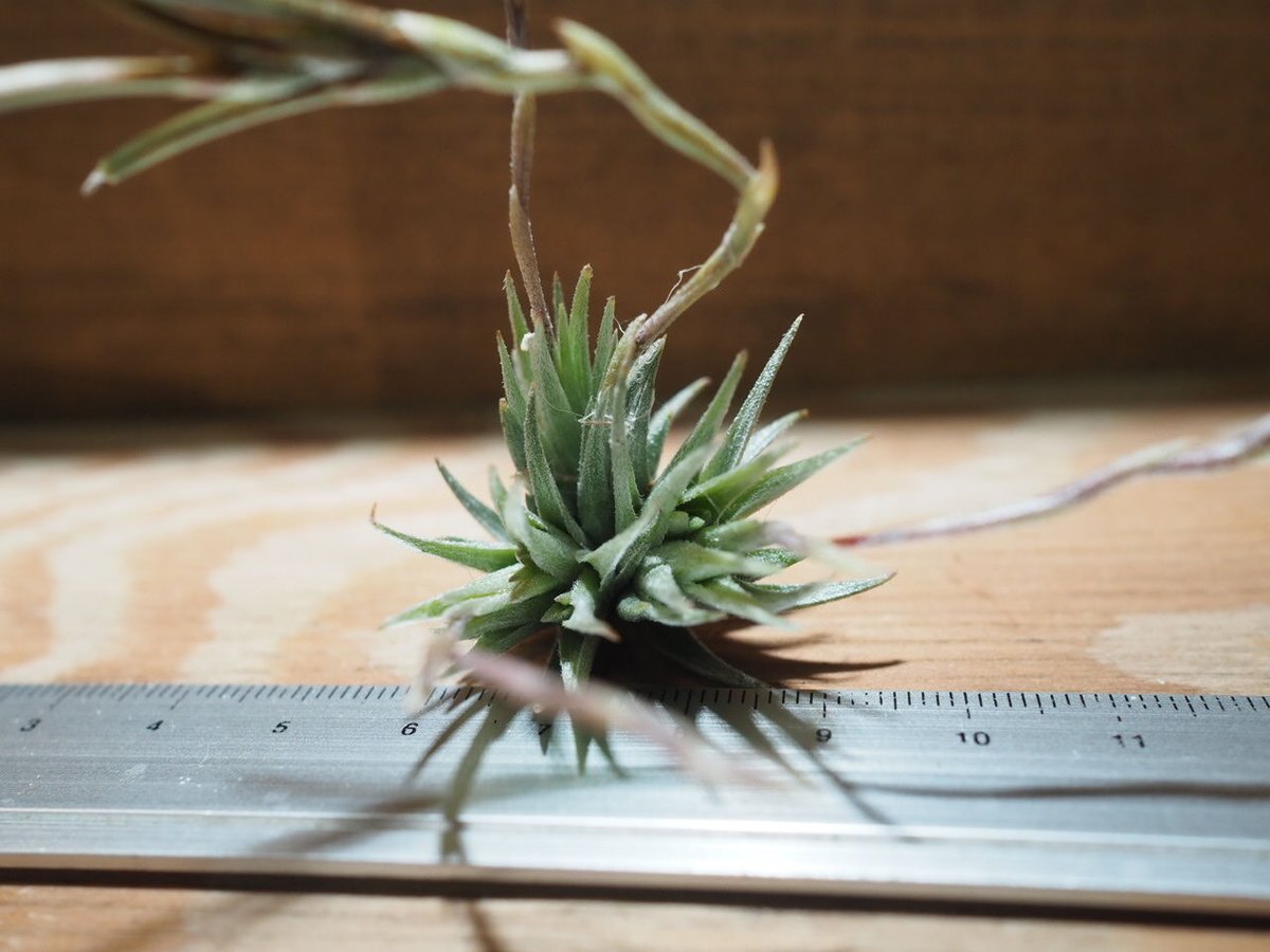 チランジア ／ ロリアセア (T.loliacea) ＊A01/Apr17 | 常葉植物園 T