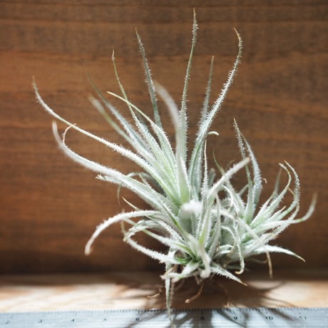チランジア ／ テクトルム ワイルド フォーム　(T.tectorum wild form)　＊A01/Apr25