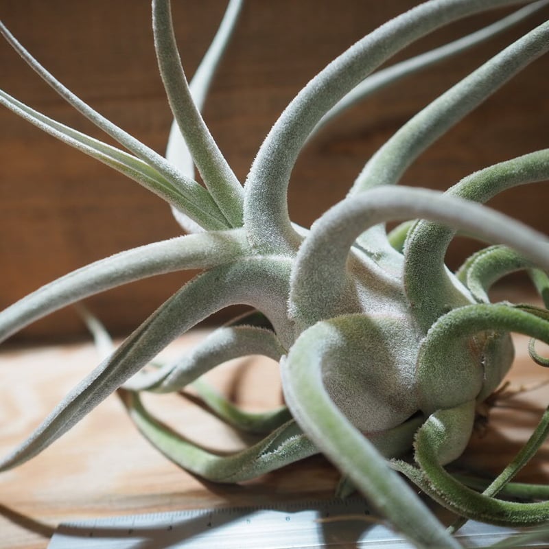 チランジア ／ エーレルシアナ XXL (T.ehlersiana) ☆CD01/Nov27  