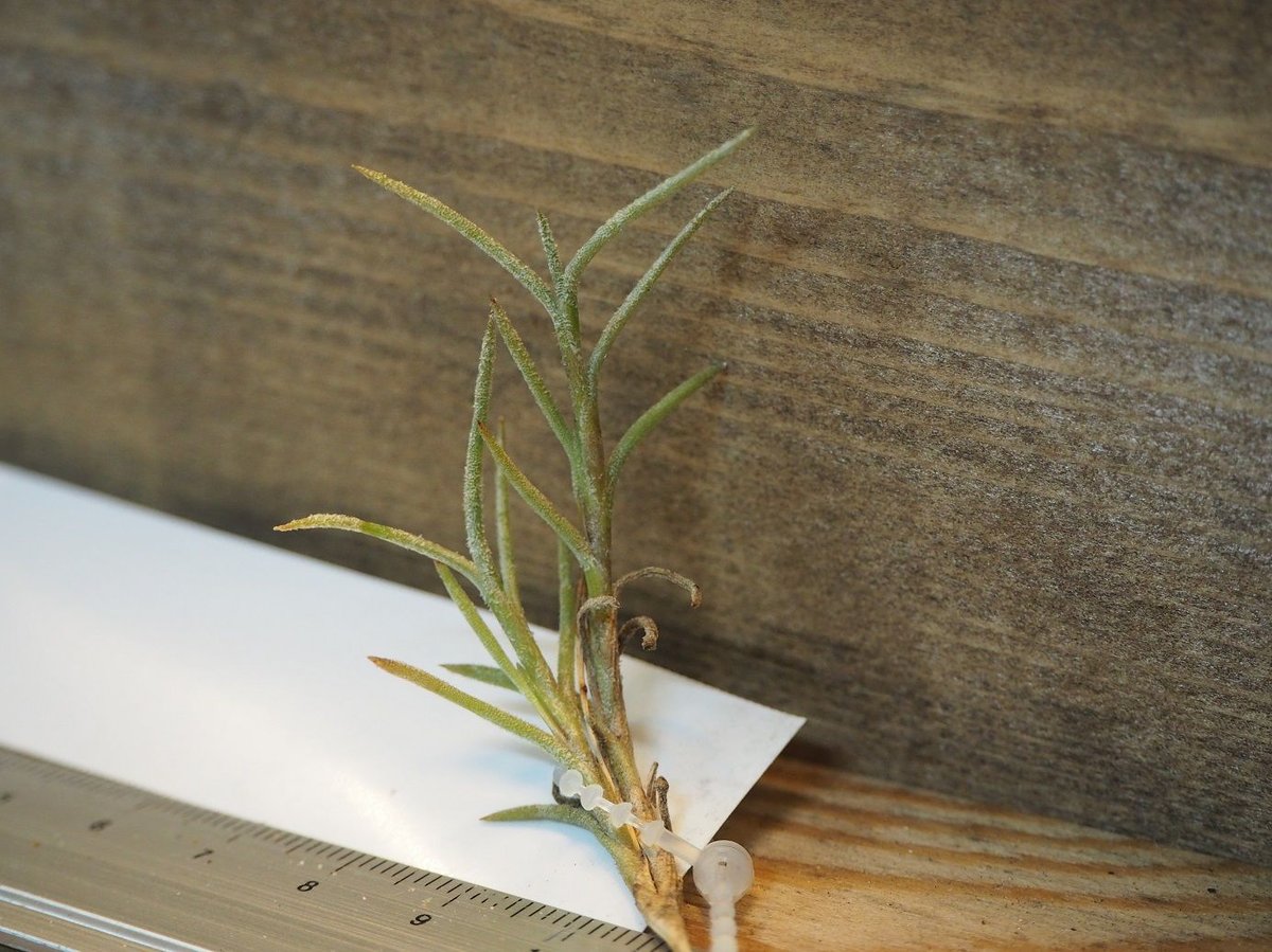 Shiro】ティランジア レクタングラ+カピラリス Shiro様専用