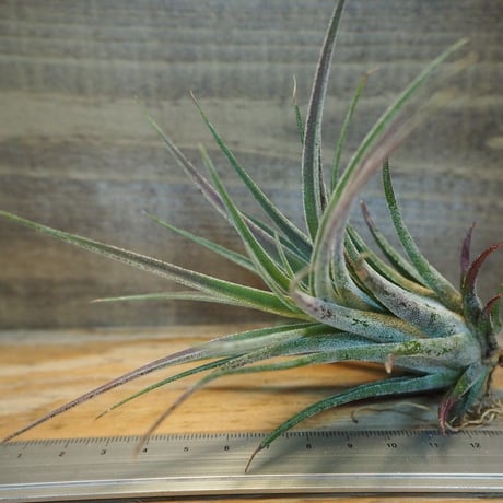 チランジア ／ プルイノーサ × スカポーサ　(T.pruinosa × T.scaposa)　＊A02/Dec14