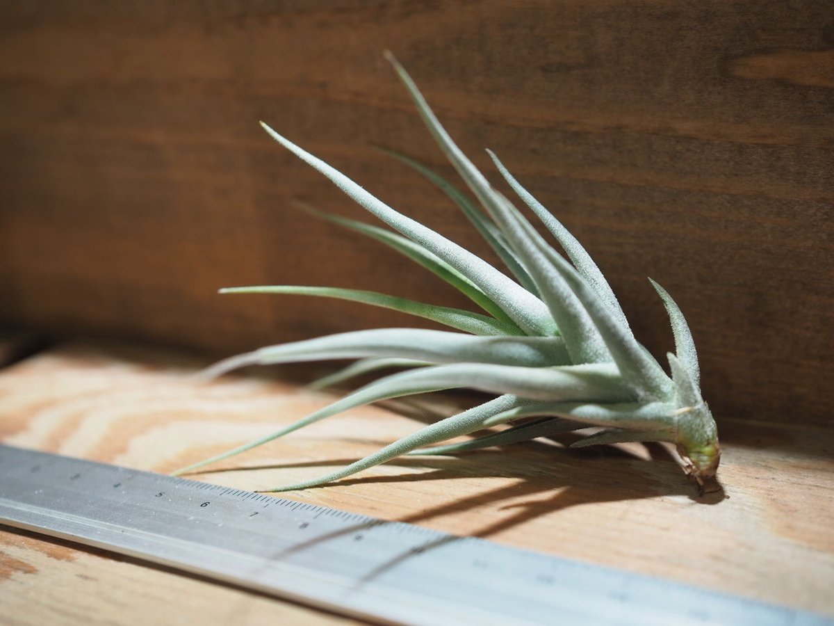 チランジア ／ ストレプトカルパ ミニX (T.streptocarpa 'Mini X')