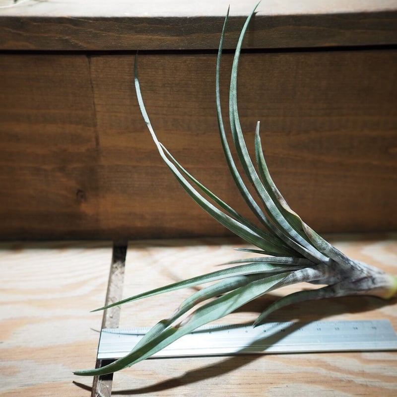 チランジア ／ ヒルダエ (T.hildae) ☆タイ農場 ＊A01/Jan10 | 常葉植物