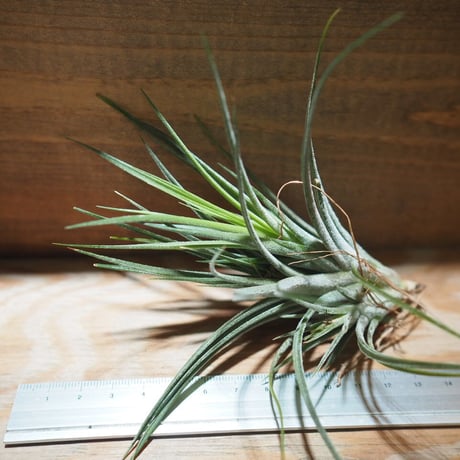チランジア ／ イオナンタ × シーディアナ　(T.ionantha × T.schiedeana)　＊A01/May15