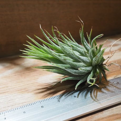 チランジア ／ イオナンタ ヘーゼルナッツ　(T.ionantha 'Hezel Nut')　★EF01/Feb05-01