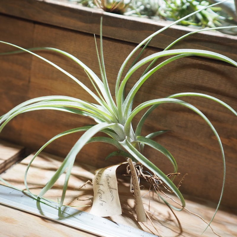 ブロメリア・エアープランツ Tillandsia 'Hedi Gulz' チランジア ／ ハイジグーツ (T.'Hedi Gulz') ＊A01/Jul05 | 常葉植