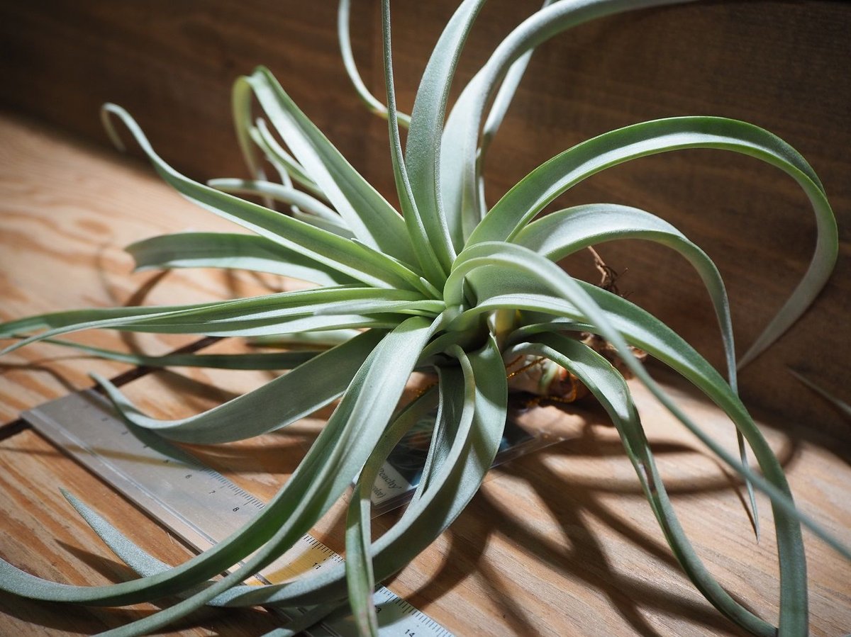 チランジア The Perfect Blend チランジア ／ ザ・パーフェクトブレンド (T.'The Perfect Blend