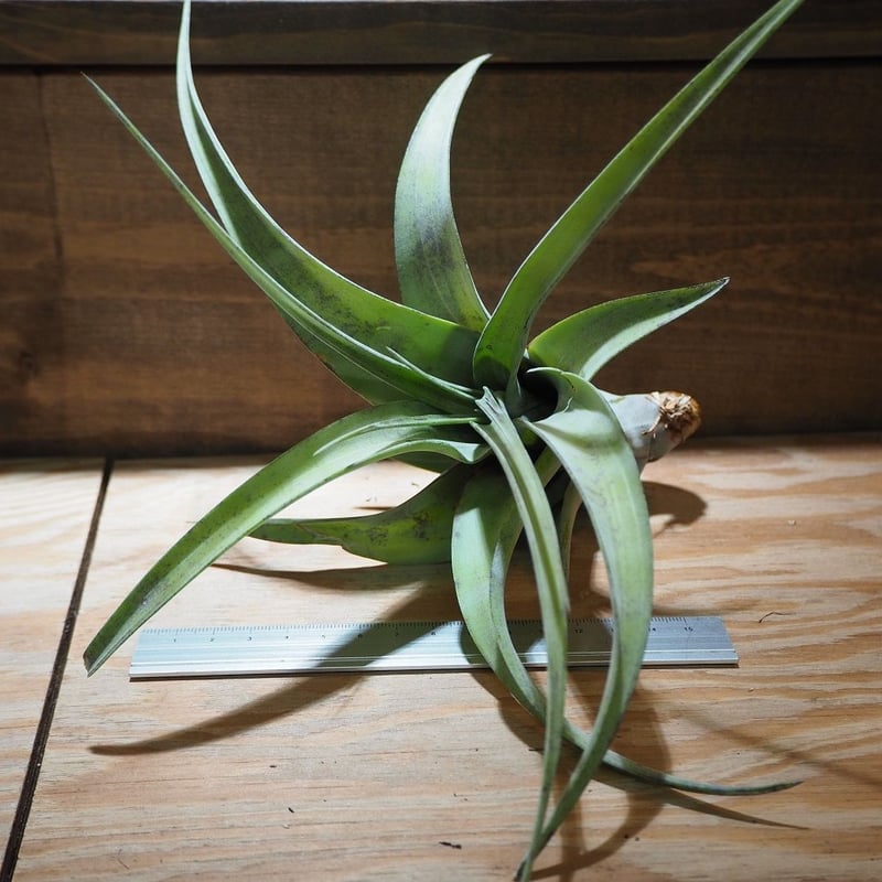 チランジア ／ フレクスオーサ グランドケイマン (T.flexuosa 'Grand