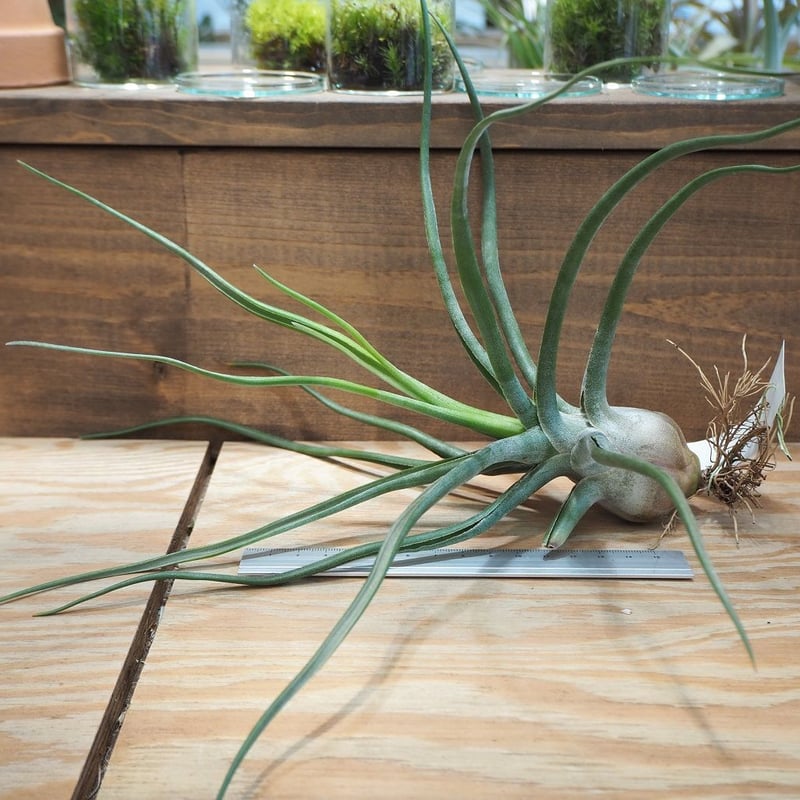 チランジア ／ ザ・パーフェクトブレンド (T.'The Perfect Blend') ＊A