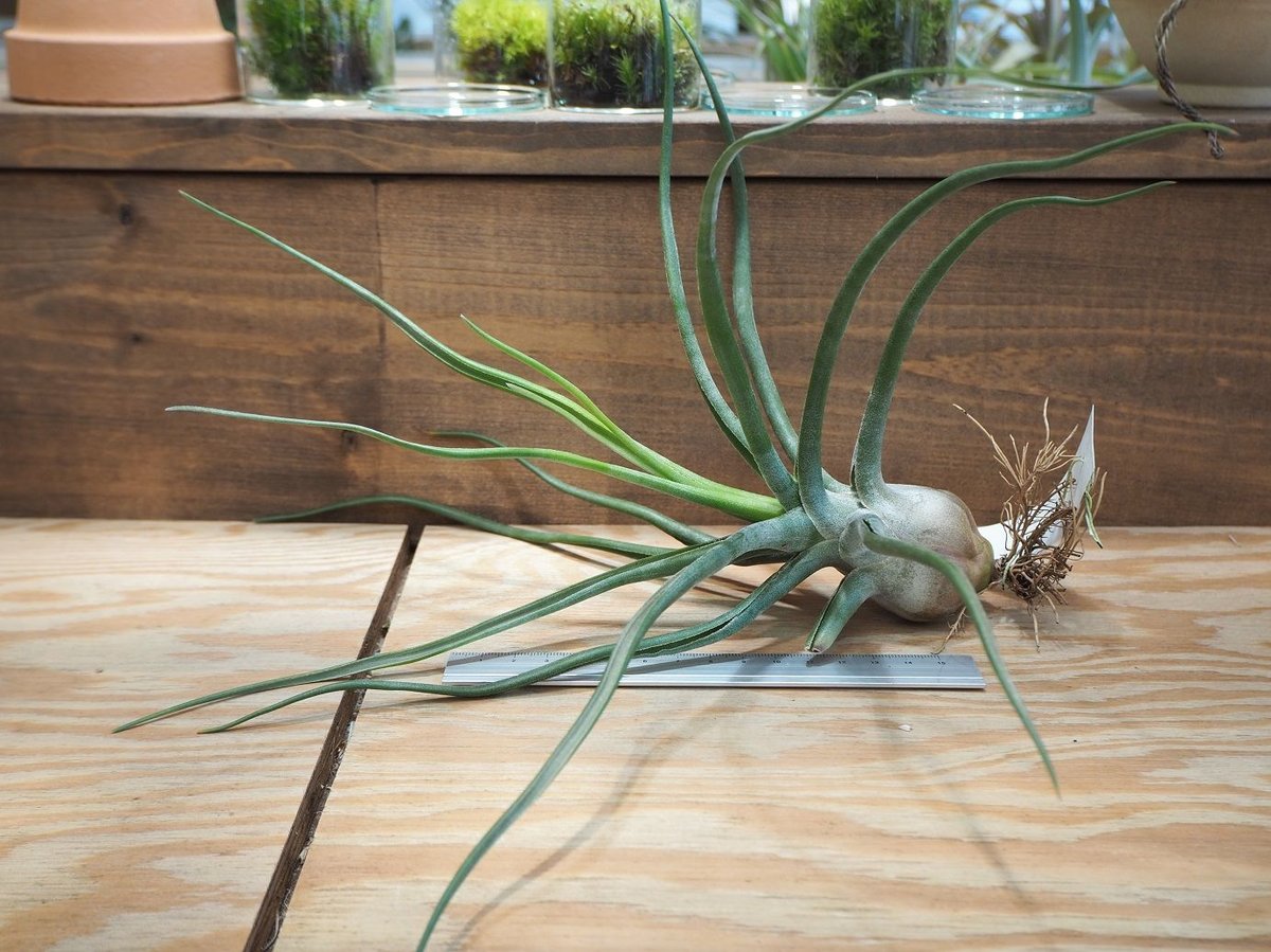 チランジア ／ ザ・パーフェクトブレンド (T.'The Perfect Blend') ＊A