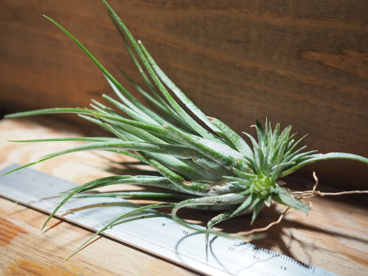 チランジア ／ イオナンタ トールベルベット (T.ionantha 'Tall Velvet