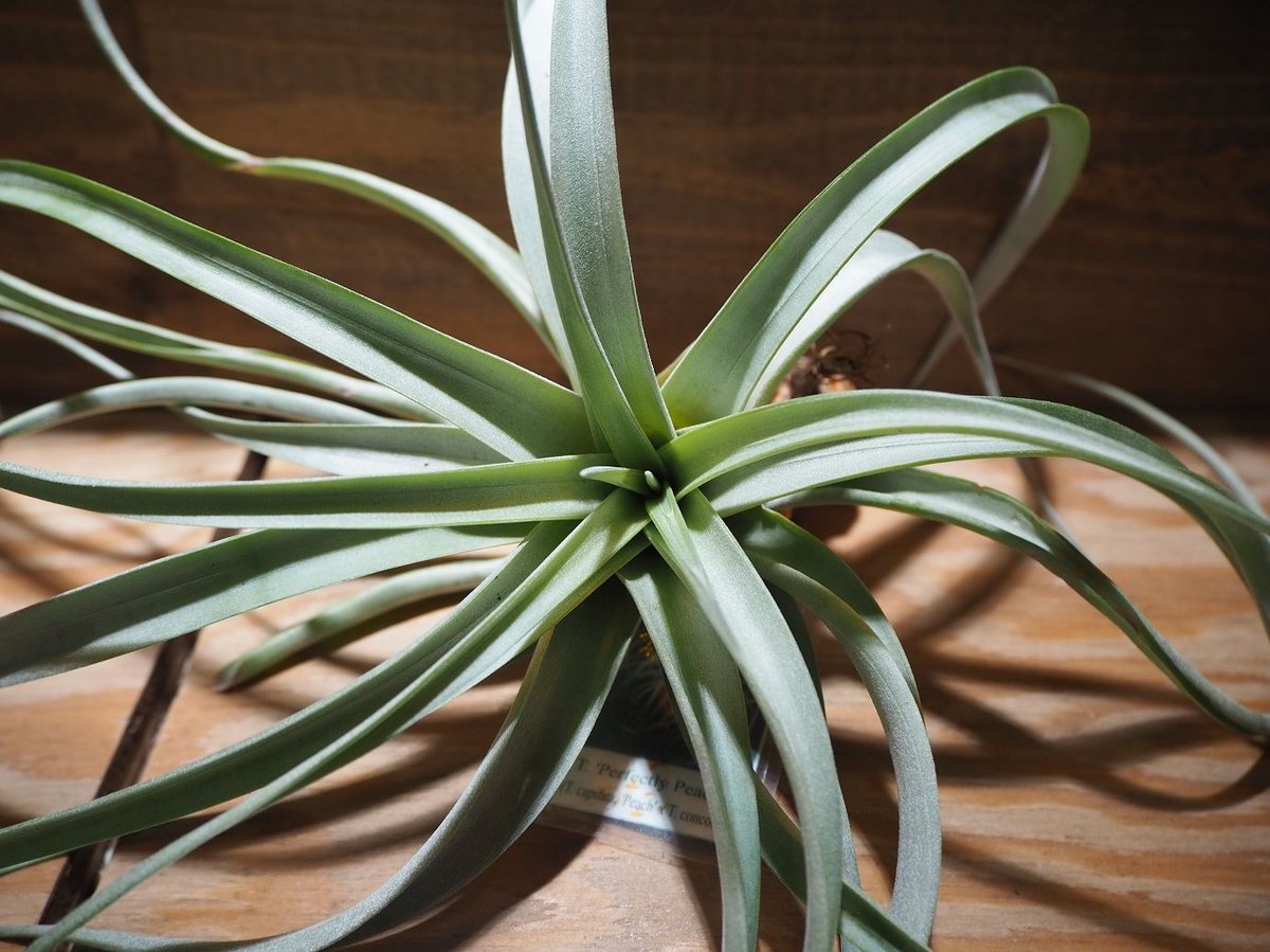 チランジア ／ パーフェクトリーピーチー (T.'Perfectly Peachy') ＊A0