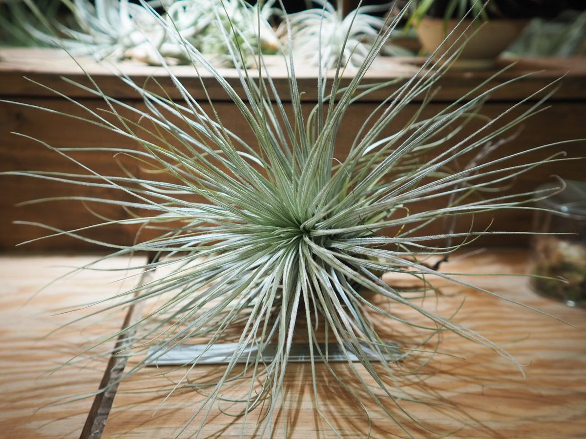 チランジア ／ テクトルム ジャイアントフォーム (T.tectorum