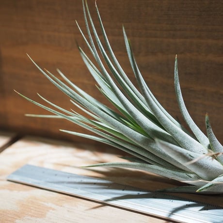 チランジア ／ イオナンタ × フロリバンダ　(T.ionantha × T.floribunda)　＊A01/Jan27