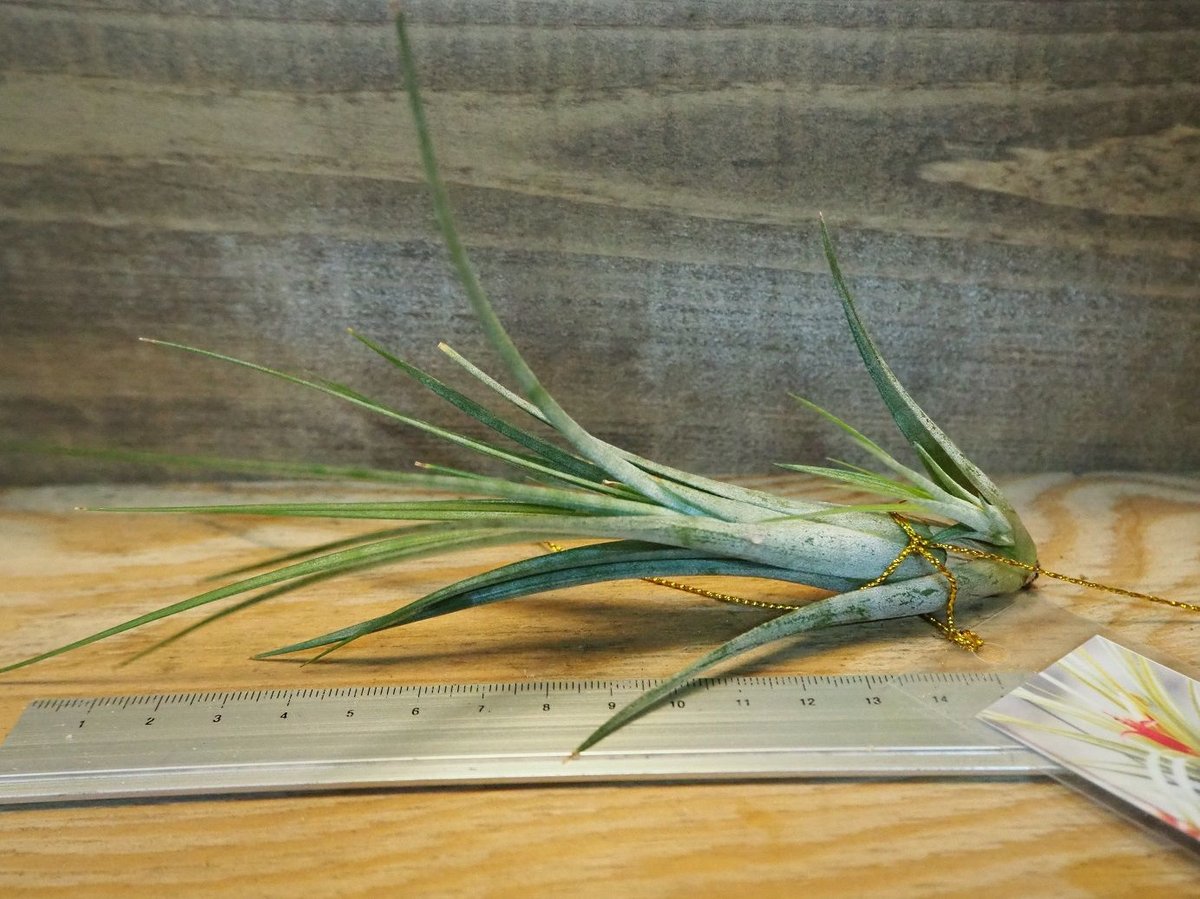 チランジア ／ ウィリンスキー (T.'Xwilinskii') ＊A01/Dec18 | 常