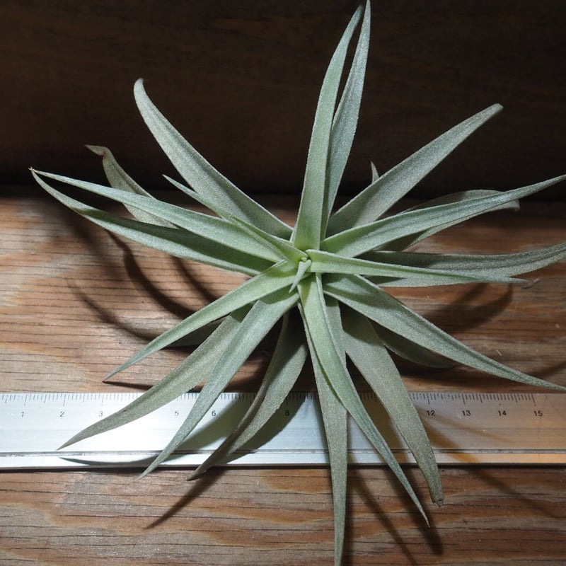 チランジア / ハリシー L (T.harrisii) ☆CD01/Feb05 | 常葉 チランジア / ハリシー L (T.harrisii) ☆CD01/Feb05 | 常葉